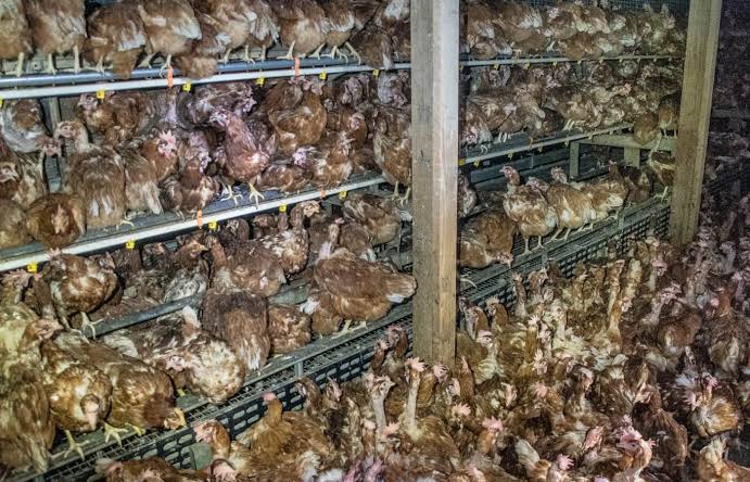 JanVan766's tweet photo. @MrJerryGoode Here's ya chinese chickens jerry https://t.co/0YlemK8Pq8
