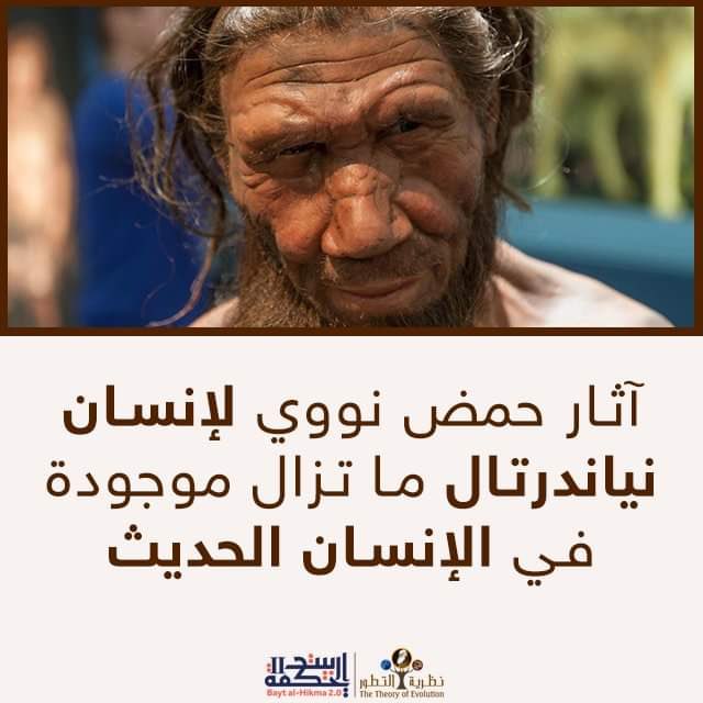 بعد الكثير من الابحاث في علم تطور الانسان، اصبح بما لا يدع مجال للشك بأن معظم الاعراق البشرية الحديثة وبالأخص الانسان الأبيض هو مزيج من نوعي الانسان العاقل وانسان نياديرثال ما يشكل الاخير نسبة 4-20% من الجينوم البشري
باستثناء العرق الافريقي فهو انسان عاقل عاقل خالص!
#حقيقة_التطور