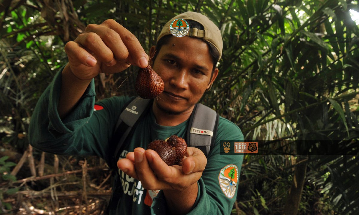 orangutan_COP's tweet photo. Rezeki, saat patroli menemukan buah yang bisa dimakan langsung. Begitu kata bang Besli, ranger tim APE Protector di Pasaman, Sumatra Barat. #internationaltigerproject
Tweeps ada yang bingung mengupas salak? Komen ya! https://t.co/WAUtj4nFDg