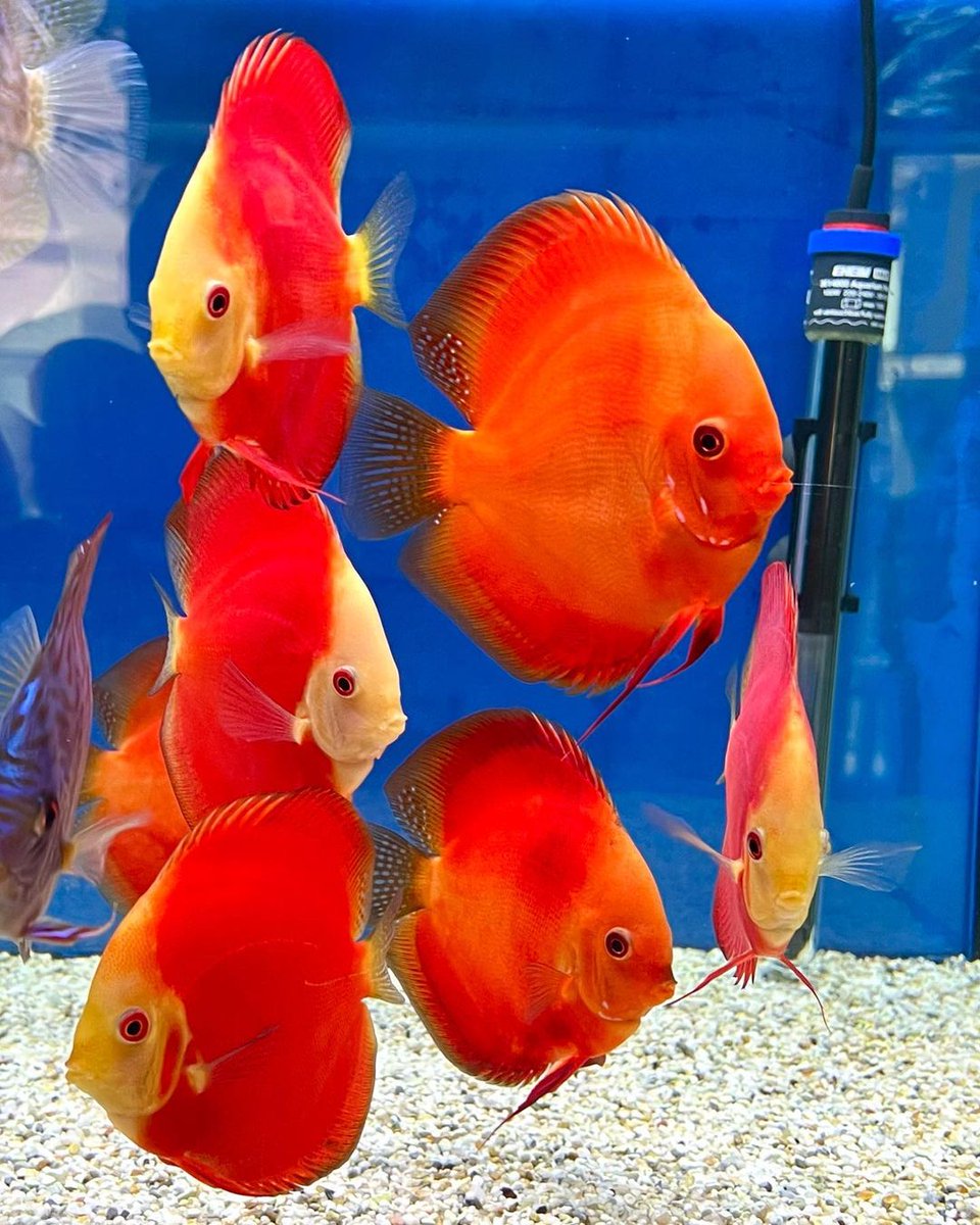 shaikdawoodg's tweet photo. Diskuskeller
Krause Diskus

#diskuskeller #diskus #discus #diskusfisch #discusfish #discustank #diskusfische #aquarium #aquaristik #aquariumhobby #fisch #fische #fish #discusfishtank #discustank #diskusbecken #diskusfischaquarium #aquariumhobby #bunt #discusfishes #diskusshop https://t.co/Nfgt0nqN1e