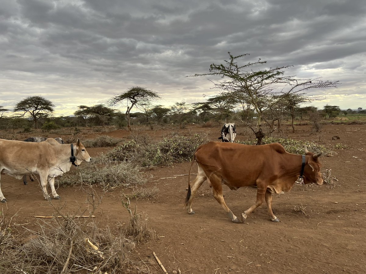 KeliGerken5's tweet photo. The cattle at our study sites have started to accessorize ๐๐
see yโa in 5 days to collect your #dailymovements data and see what youโve been up to in dry season.
#longdistance movements captured via household survey https://t.co/AfEM8k9Tel