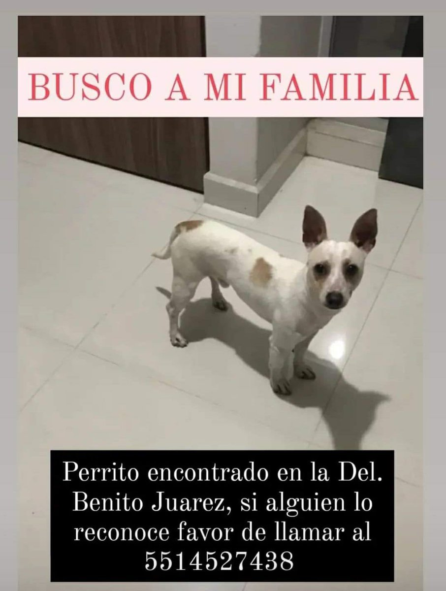 Mascotas Sismo tweet media