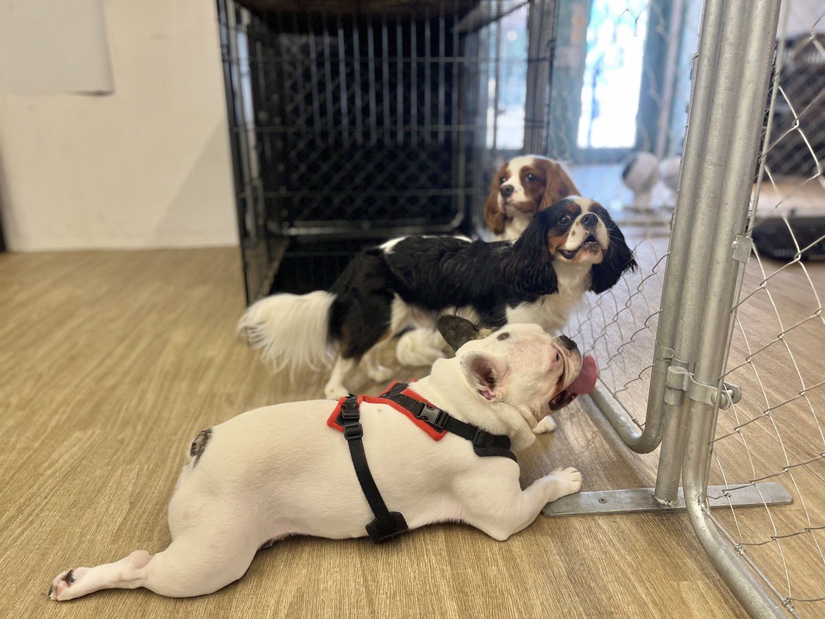 maco1001's tweet photo. お友達との再会だワン🐶🐶

#キャバリア https://t.co/axKARMveap