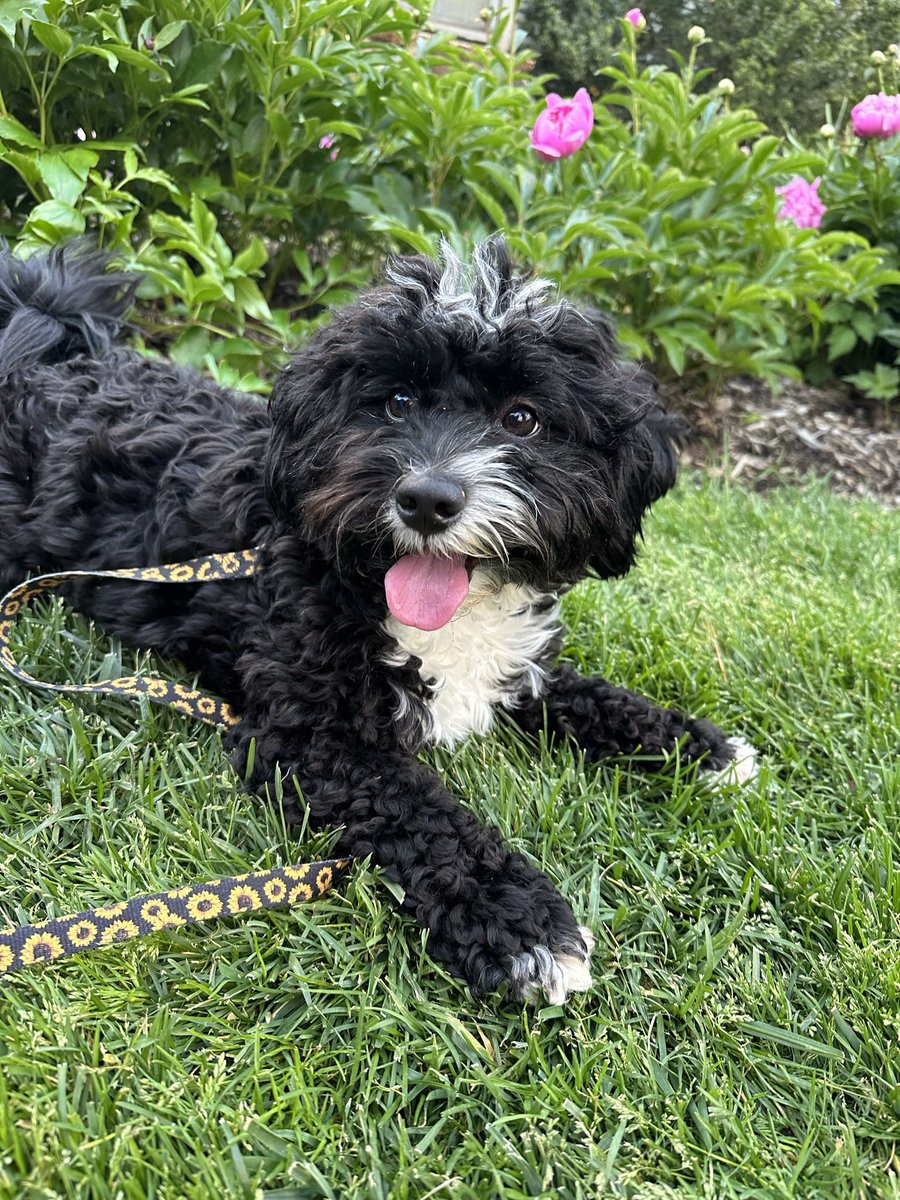 bdvesely's tweet photo. @contextdogs When did my dog take this pic https://t.co/WHCzBh3B4a