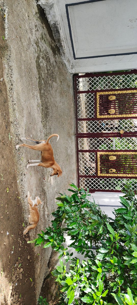bennishiroor's tweet photo. Our #Keechie..🐈

#InternationalCatDay https://t.co/FxluUs0yWi
