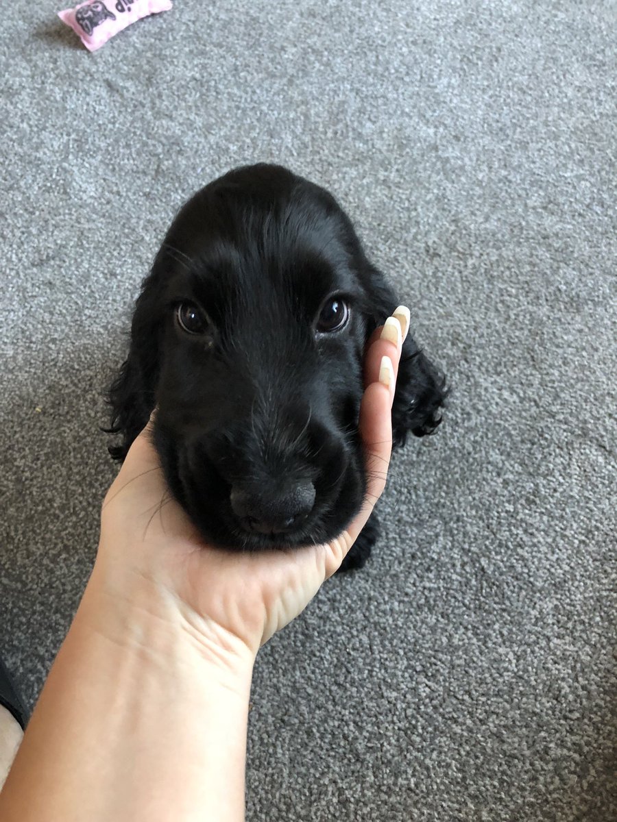 twaniimals's tweet photo. https://t.co/Hfm0mS1j6X