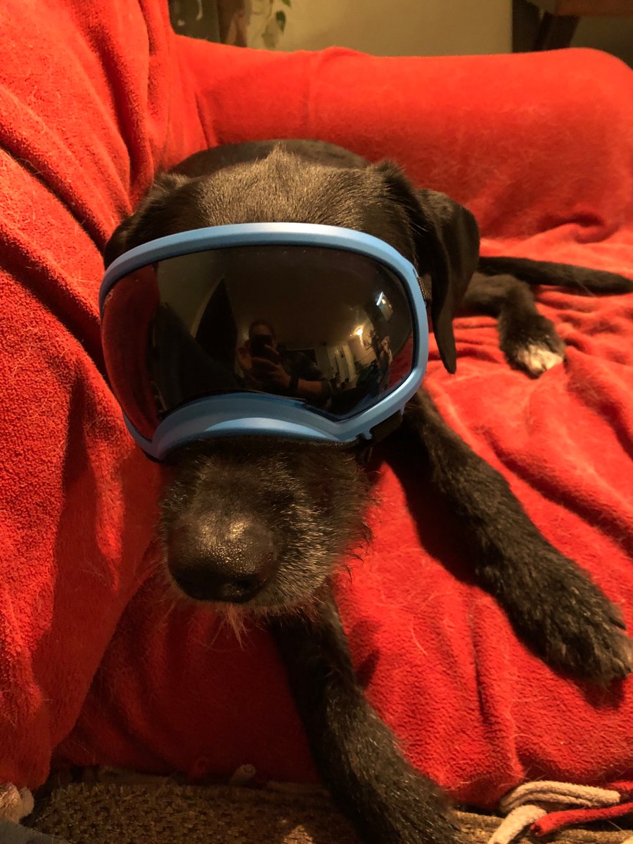 vmpadula's tweet photo. @bunsenbernerbmd Ollie in his goggles! https://t.co/5jKg9kEJls