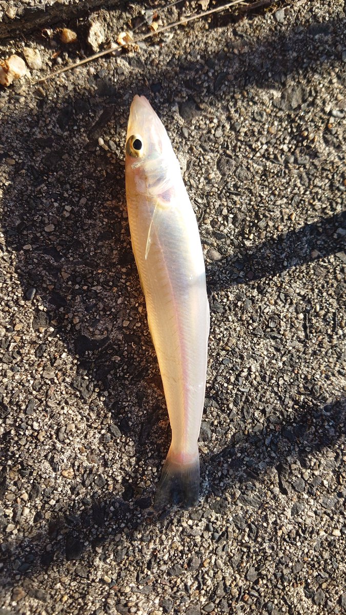 釣りは楽しい！