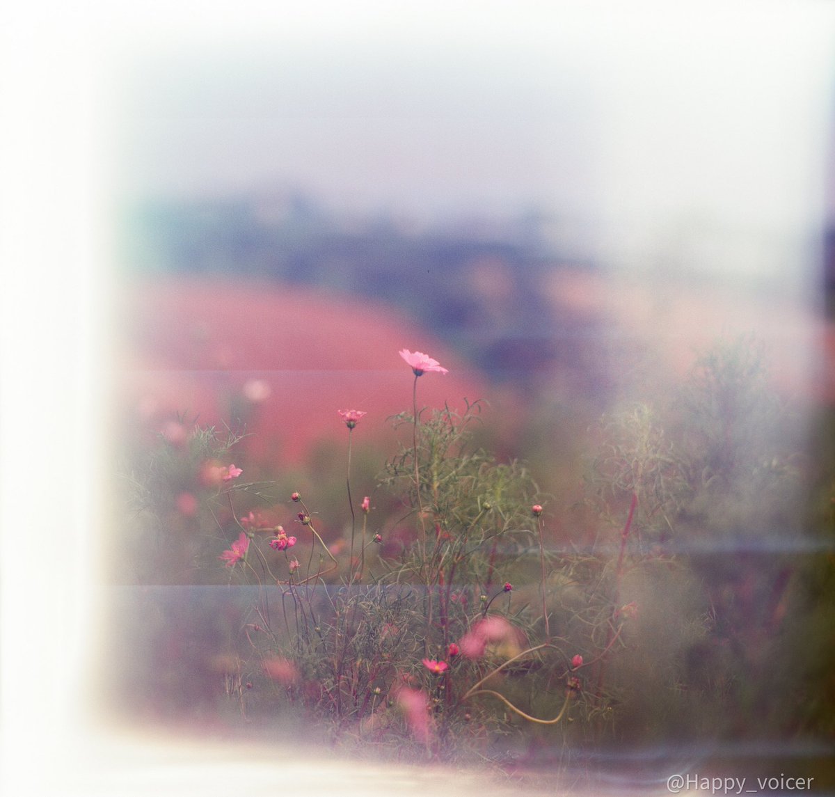 Happy_voicer's tweet photo. Flowers in the middle of summer

📷 zenza BRONICA with 200mm Nikor lens
       (light leaked)

🎞️Kodak Ektar100 

#film #filmphotography #ektar100 #kodak #BRONIKA #Medium #filmcamera #underrepair #フィルムカメラ #フィルム #フィルム写真 https://t.co/H7mkWyhiIF