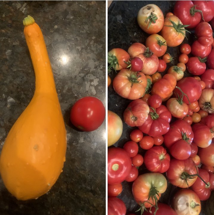 LisaLiss22's tweet photo. Left hand is my produce from home that gets daily water and care. Right is from my neglected, seldom watered school garden. Go figure?? #agintheclass https://t.co/SDlR1lukyQ