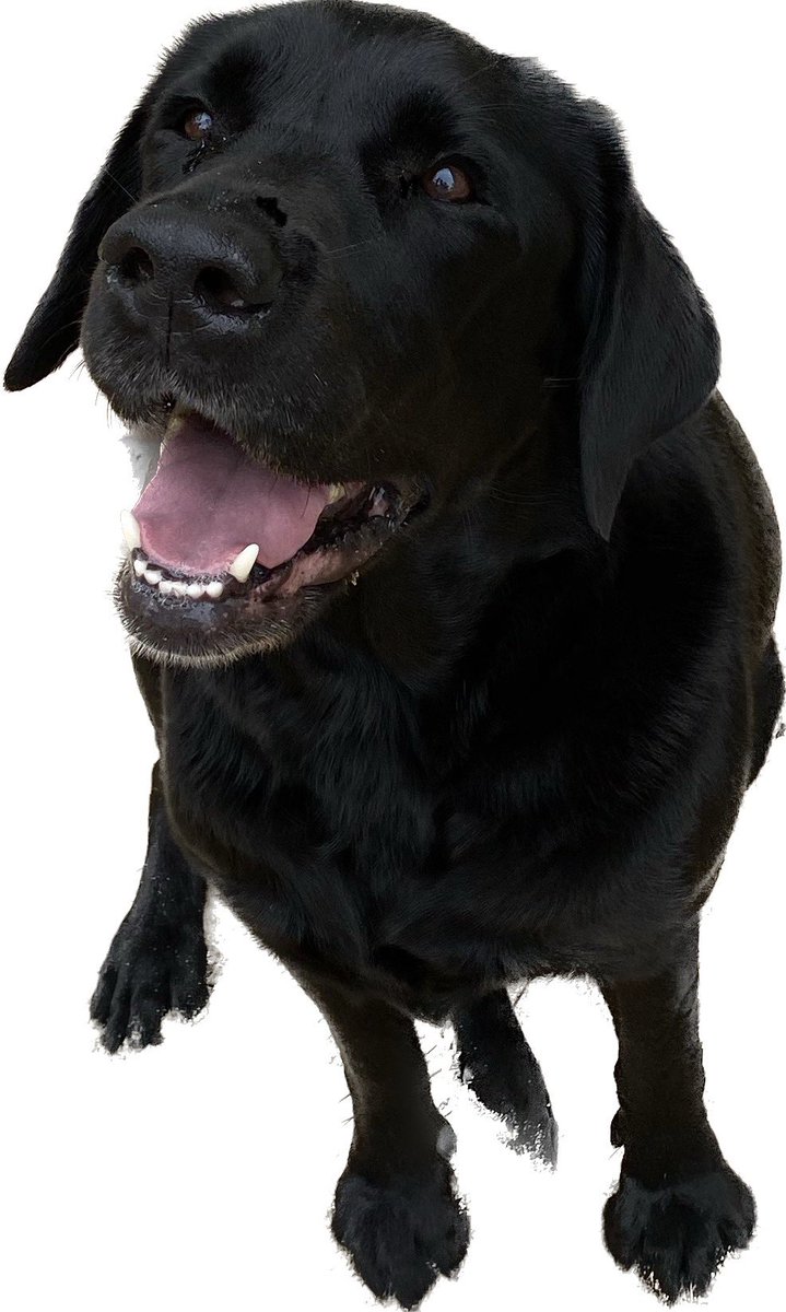 weldonfg's tweet image. The best friend I’ve ever had !