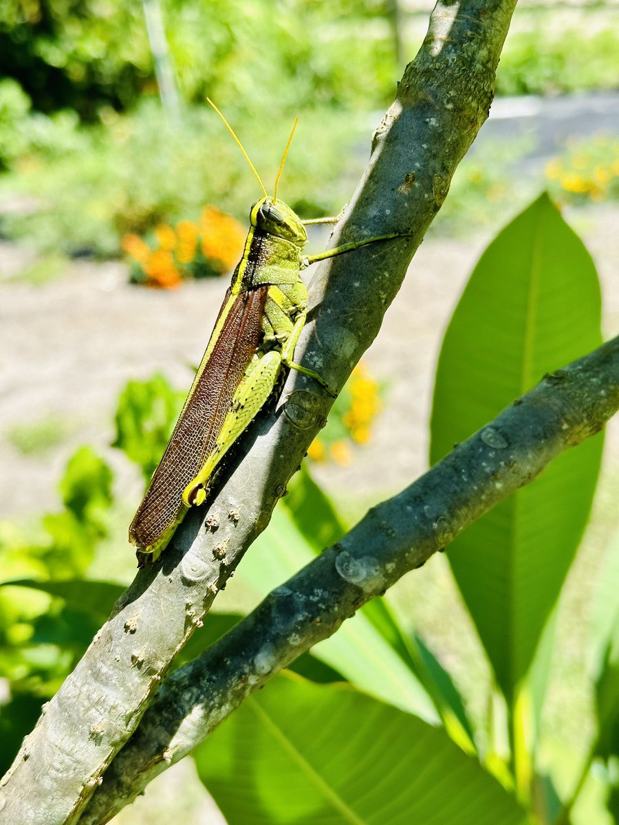 weldonfg's tweet image. They live among us !