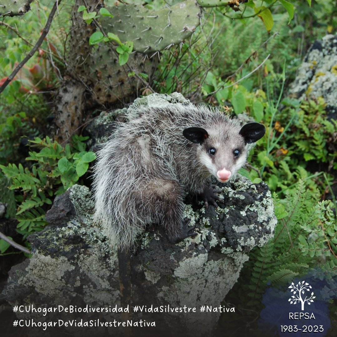REPSA_UNAM's tweet photo. #BienvenidaUNAM2024

Enhorabuena,
A todas las personas que inician este semestre.
Deseamos que vengan dispuestas a compartir con nosotros este espacio de #CiudadUniversitaria de manera respetuosa.

Consulta más👉🏽https://t.co/VhbfIKo22v

Atte.
La #VidaSilvestre #Nativa de CU
🌋🖤 https://t.co/onBrZ4ZAEq