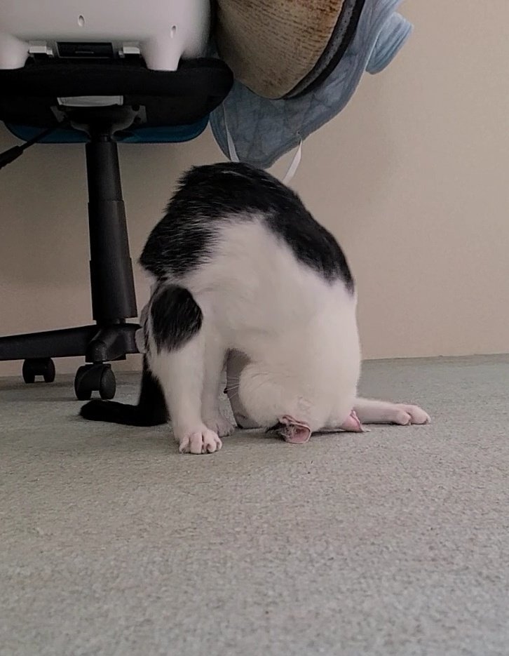 KomoChibo's tweet image. #世界猫の日 
ありがとう┏○))ﾍﾟｺｯ
#毎日が猫の日 
ありがとう┏○))ﾍﾟｺｯ