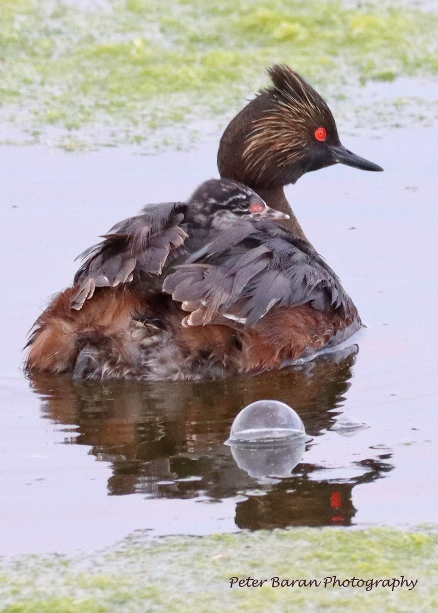 pbaran2's tweet photo. #EaredGrebe #NortheastSwale One nest hatched &amp; one nest to go… August 7, 2023 https://t.co/vaCa5QUi2w