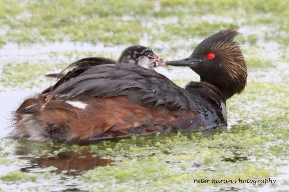 pbaran2's tweet photo. #EaredGrebe #NortheastSwale One nest hatched &amp; one nest to go… August 7, 2023 https://t.co/vaCa5QUi2w