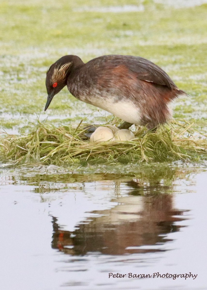 pbaran2's tweet photo. #EaredGrebe #NortheastSwale One nest hatched &amp; one nest to go… August 7, 2023 https://t.co/vaCa5QUi2w