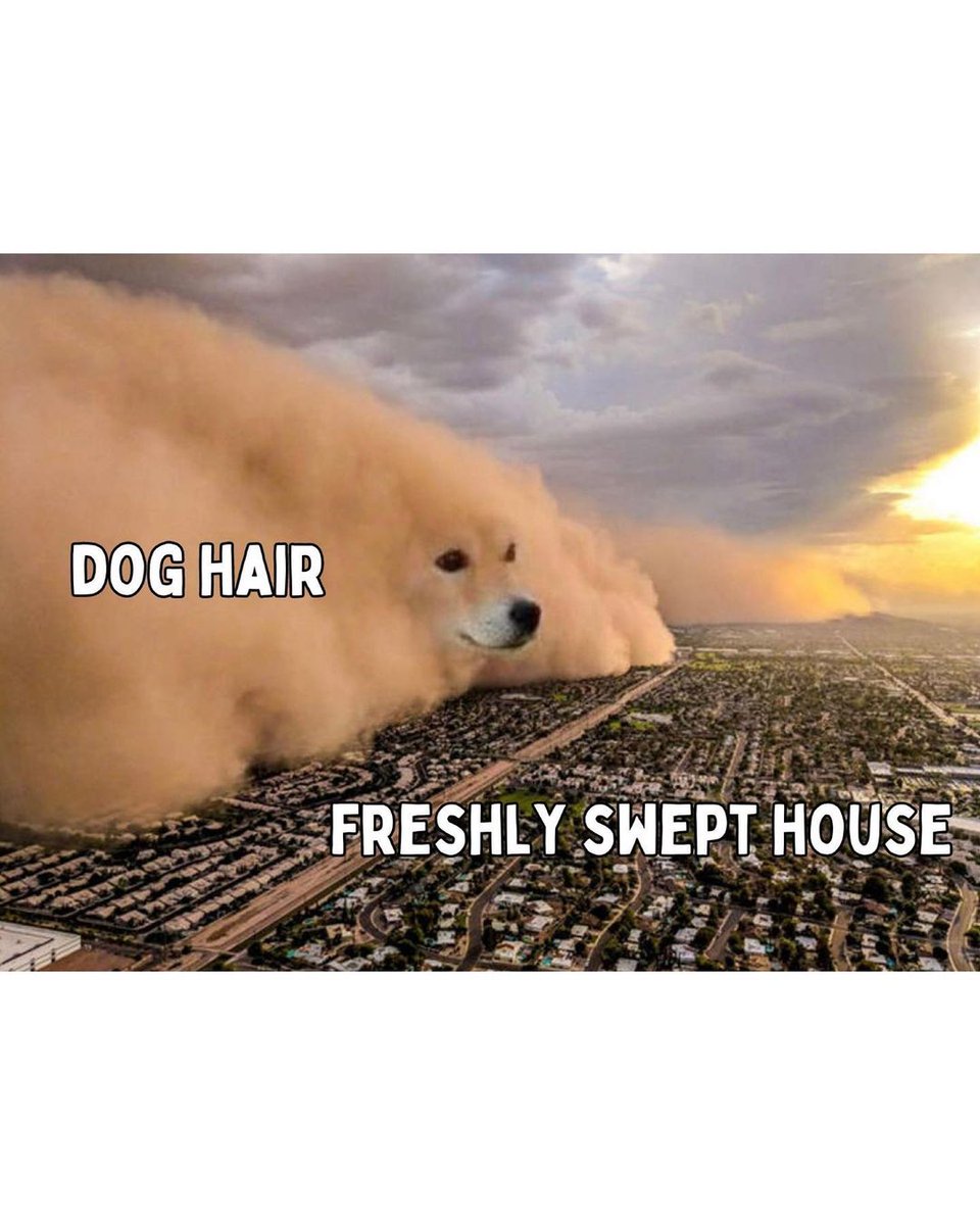 Dog hairs can be found anywhere in the house 😂😂

#dogs #pets #doghair #funny #meme #Memes #fun #viral #Trending