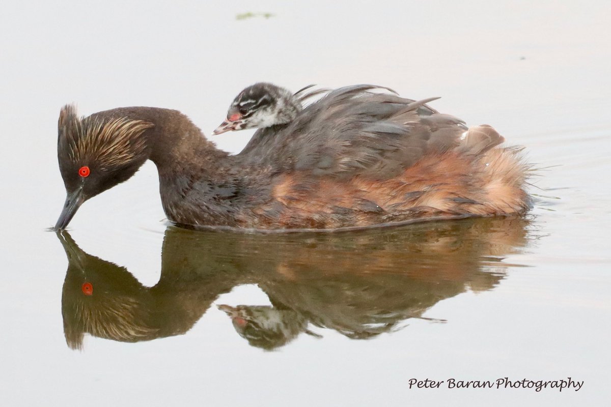pbaran2's tweet photo. #EaredGrebe #NortheastSwale #YXE https://t.co/mznysawj7q