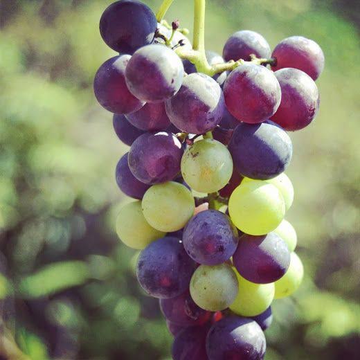 Üzüm ÜZÜME  baka
Baka #kararır 
Müslüman  #KURANA
Baka baka #NURLANIR
Nur'lu Sabahlar.
#Salı