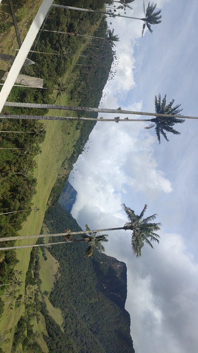 hectorf_25's tweet photo. ⛰️🌴 https://t.co/dxPaIpm2Ky