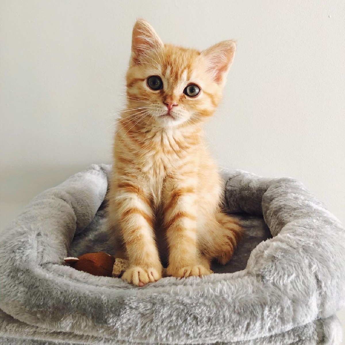 😻 Happy International Cat Day! 😻 Treat your furry friend with goodies from <a href="/PetsatHome/">Pets at Home</a> 💗