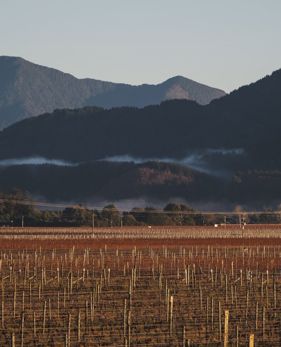 We couldn't resist sharing this gorgeous glimpse of winter in our Vineyard. Cheers to a stunning view and a beautiful day here in Aotearoa. #allanscottwines

allanscott.com
