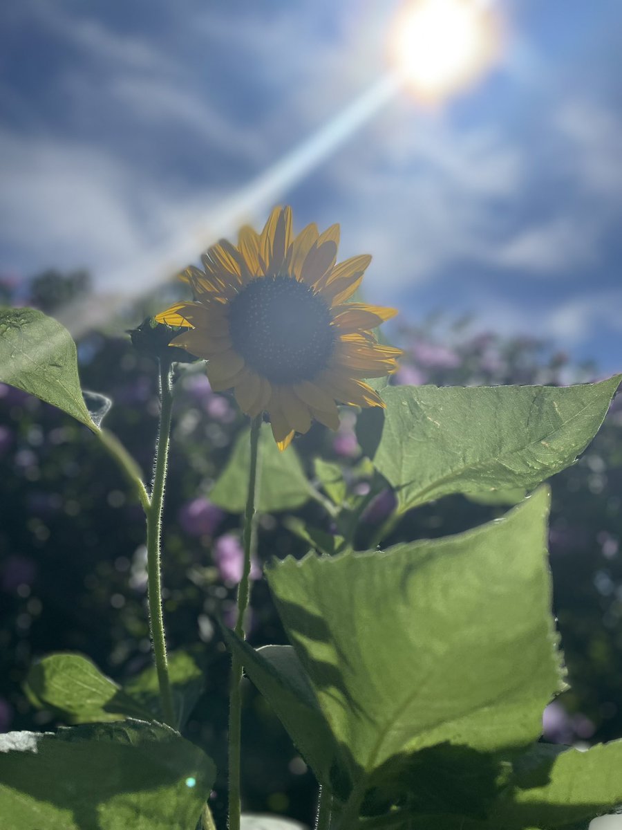 真夏🌻 tweet media