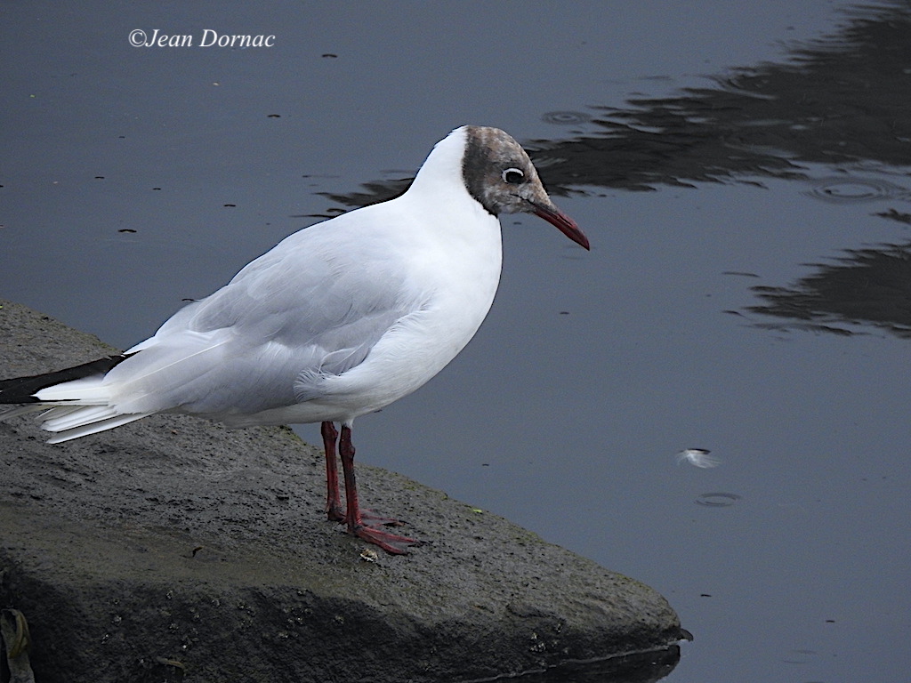 JeanDornac's tweet photo. Un mouette rieuse, plus que sérieuse regarde le cours de l’eau de la rivière avec un air qui me fait penser à de la nostalgie... #mouette #rieuse #sérieuse #regarde #cours #eau #rivière #nostalgie #rive #léguer #Lannion #CôteArmor #Bretagne #France https://t.co/LvRcDRi2up
