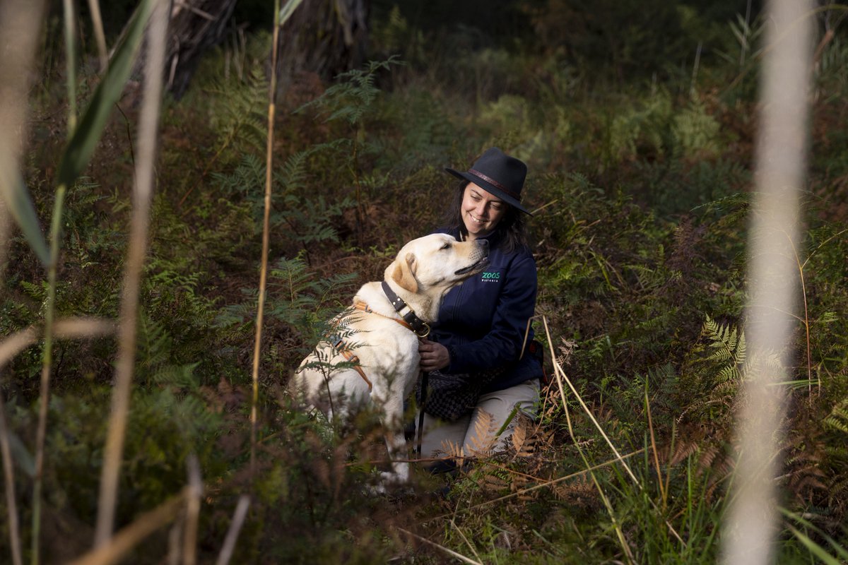 🐀🐕‍🦺 The day I met my first Broad-toothed rat on Wurundjeri Country. This photo was taken near where Moss first found evidence of BTRs in this predator-proof reserve. Privileged to work with this species on such special Country, with my @ZoosVictoria Dog Squad #conservationdogs