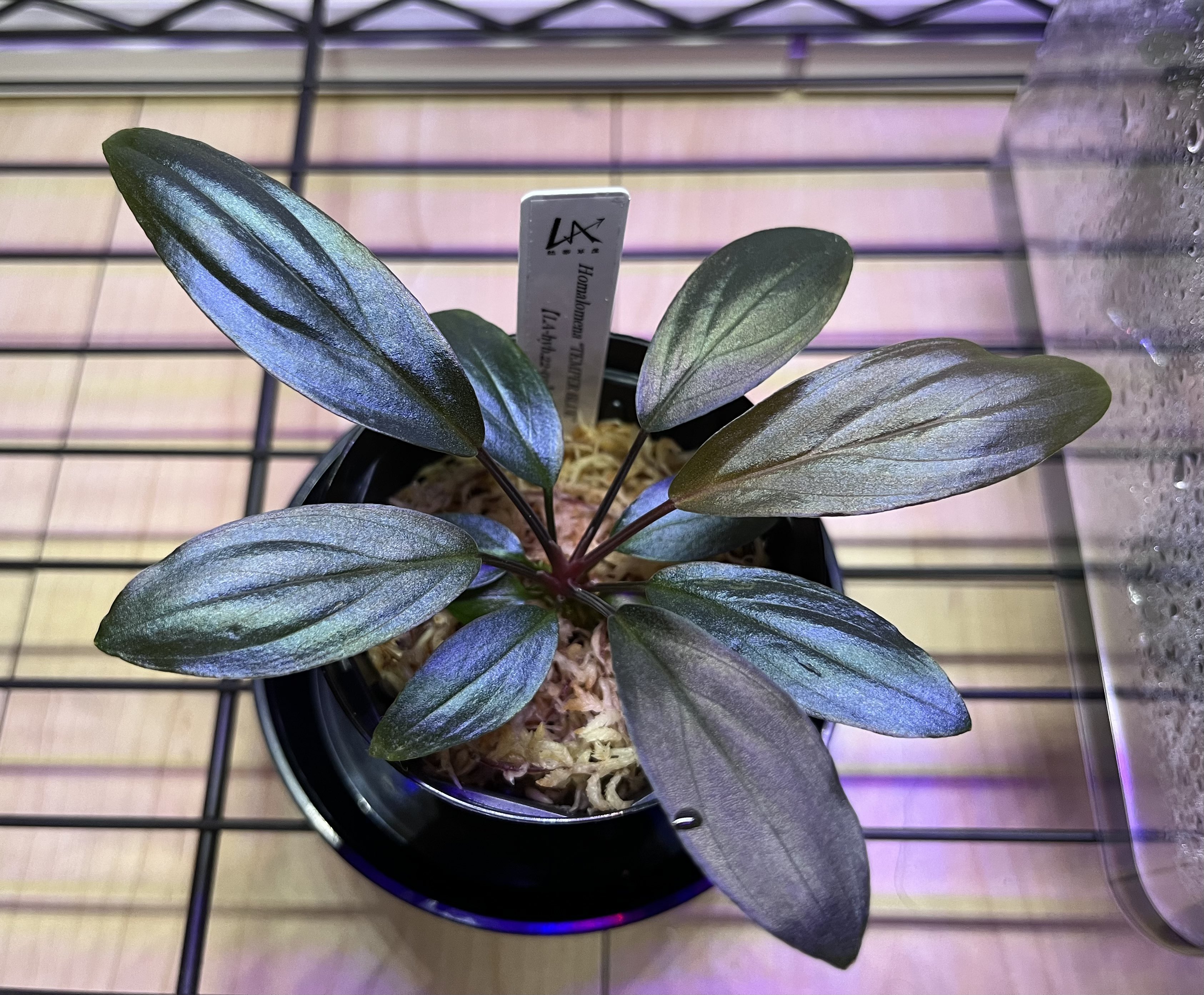 増殖株 Homalomena TEMPER BLUE ホマロメナ ◇Homalomena “TEMPER BLUE