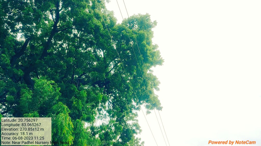 keshaba008's tweet photo. @TPWesternOdisha @CMO_Odisha @SecyChief ଆଜି ପର୍ଯ୍ୟନ୍ତ ଡାଳ ଗୁଡିକ କଟା ଯାଇନାହିଁ https://t.co/9s4Fhezm3z