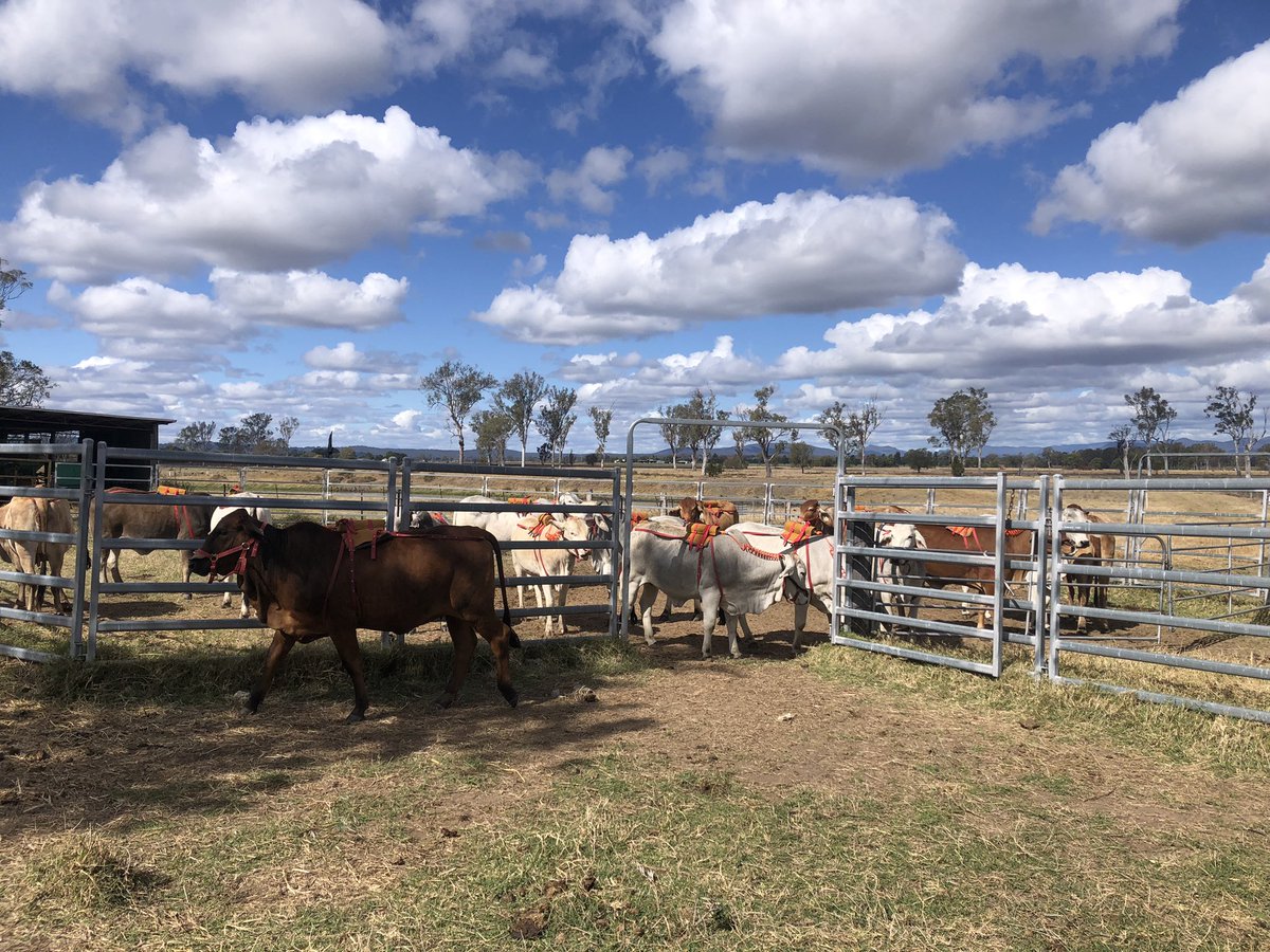 Another great field day ongoing #uqresearch