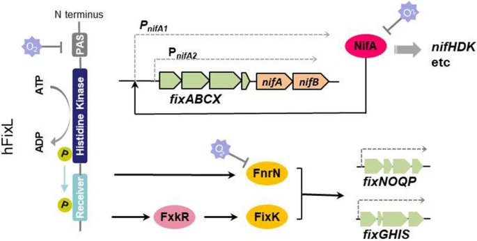yakzaf's tweet photo. What determines symbiotic nitrogen fixation efficiency in rhizobium: recent insights into Rhizobium leguminosarum.
#symbiosis #n2fixation #rhizobium
https://t.co/wn9p4zs2WP
@Archives_Micro
#TaizhouUniversity https://t.co/rf01FD69Zt