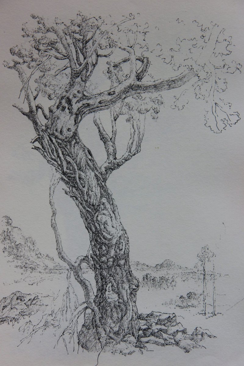 kaijunart's tweet photo. ❤ Like &amp; 📌Subscribe if you enjoy my artworks!
- Artist: Kaijun Hu
- Location: Yunnan, China
- Album: Beauty of Yunnan
- Website: https://t.co/XT9mldL7q7

#sketch #sketches
#drawing #drawings 
#art #painting
#tree #kaijunart #yunnan #chineseart https://t.co/WXwMirnp5h