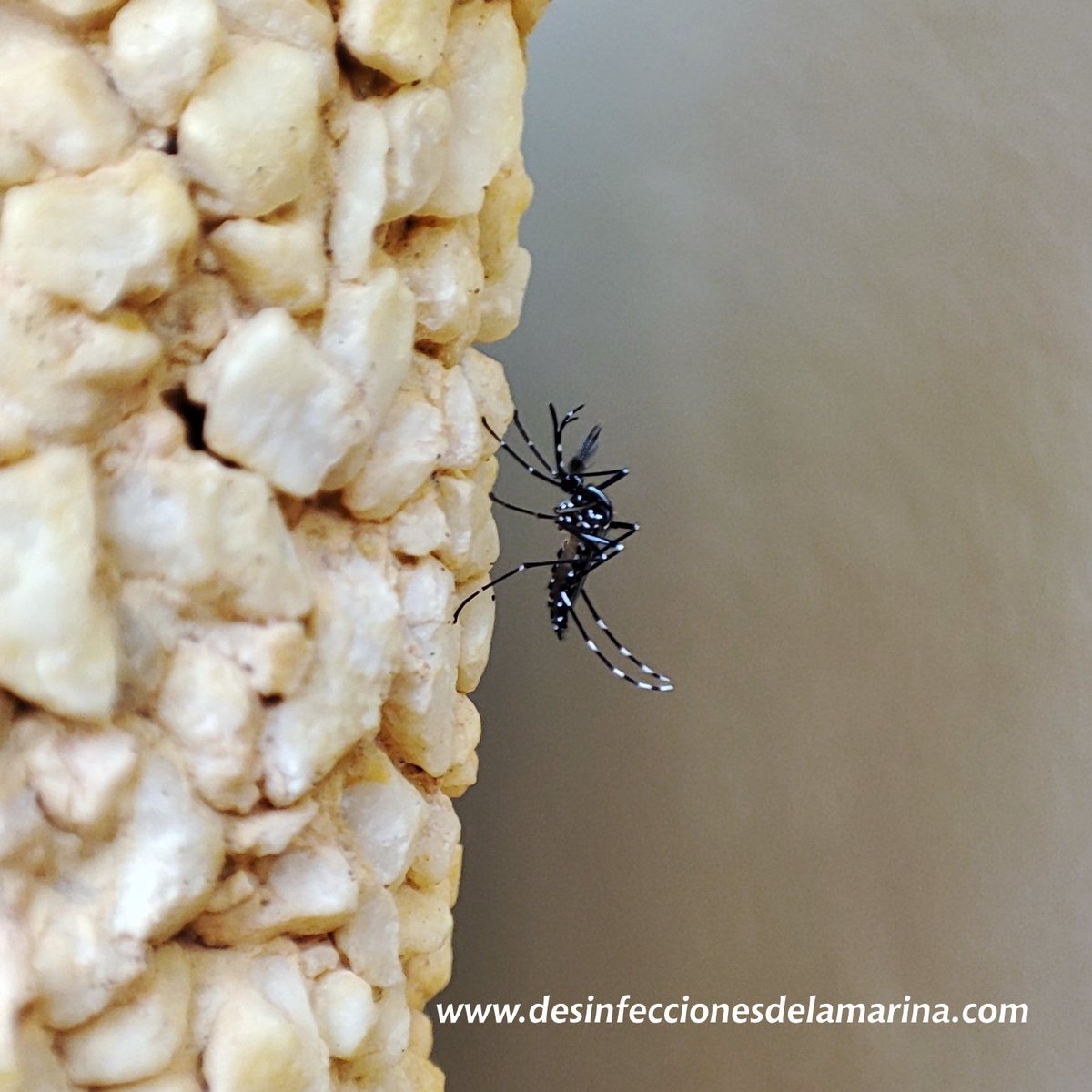 Dsinfecciones's tweet photo. Tenemos soluciones para el mosquito tigre. 
¡Que no te arruinen el verano! https://t.co/gKqw1we1uE