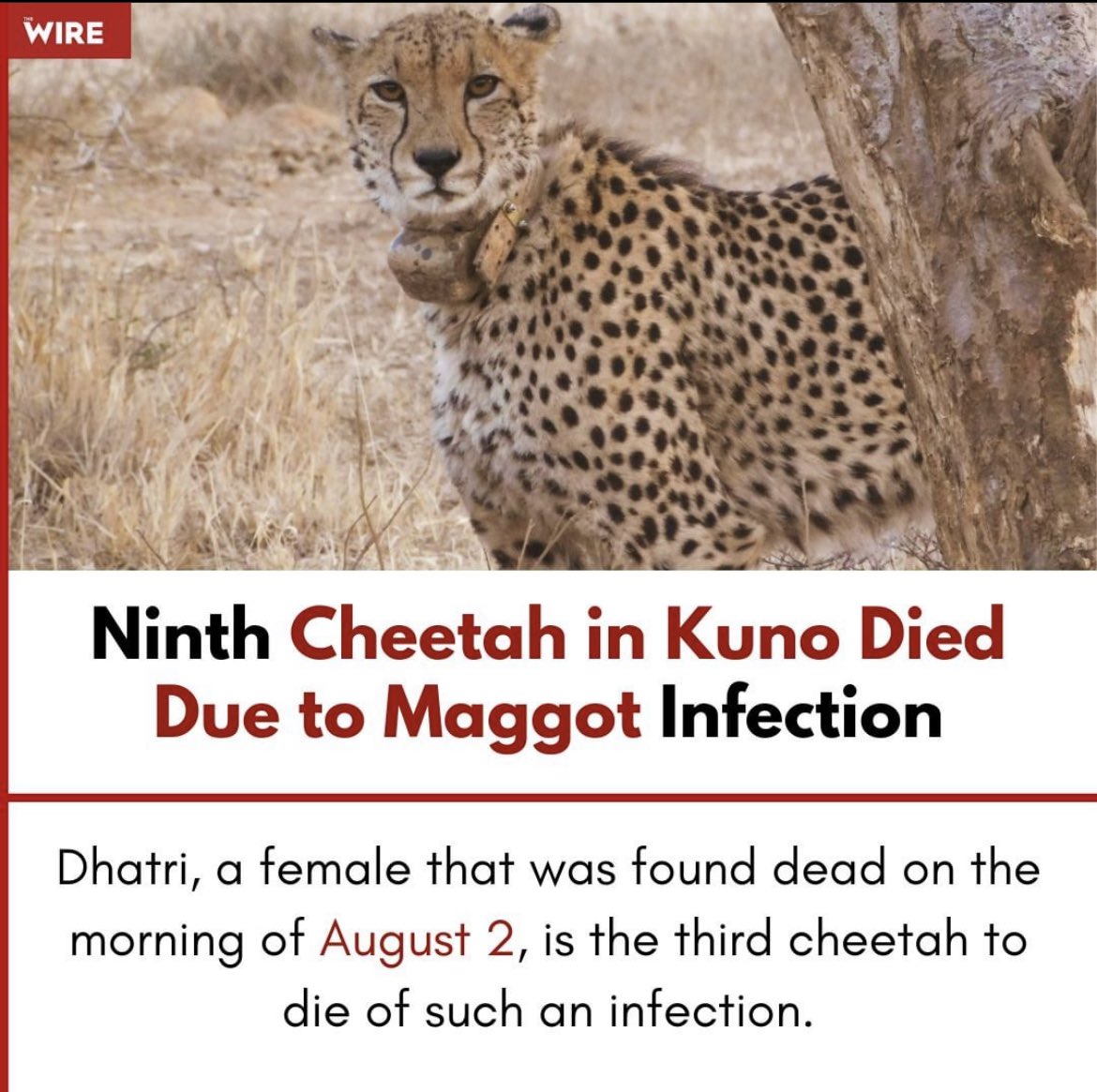 9th #Cheetah died - Everything is just to present one man as the showman - 

The #Cheetahs were only used for photo opportunity and politics - Nation witnessed how a propaganda staged at the launch time of #ProjectCheetah but as always no one from the media dare to debate on the…