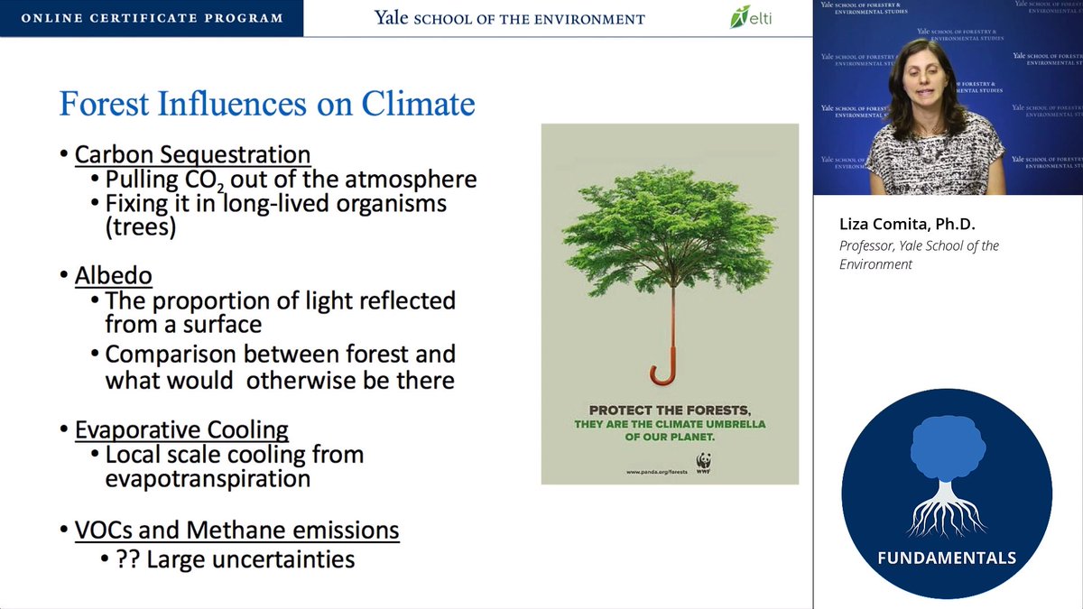 DagmarZwebe's tweet image. Forest-Climate Relationships #mitigation #intensification #IncreasingTemperature #rainfall changes #carbonsequestration #albedo #EvaporativeCooling @YaleTropicCert @WRIClimate @globalforests &quot;Tropical forests are 8% of the problem but 23%of the solution&quot; wri.org/insights/numbe…