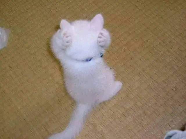 YourSmallBear's tweet photo. โถ่เอ้ย https://t.co/bqk52YM1oh