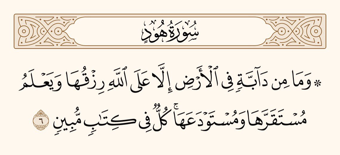 UTQuran's tweet photo. اور زمین پر چلنے والا کوئی جاندار ایسا نہیں ہے جس کا رزق اللہ نے اپنے ذمے نہ لے رکھا ہو۔ وہ اُس کے مستقل ٹھکانے کو بھی جانتا ہے، اور عارضی ٹھکانے کو بھی۔ ہر بات ایک واضح کتاب میں درج ہے۔
سورۃ ھود https://t.co/7687cMvQVI