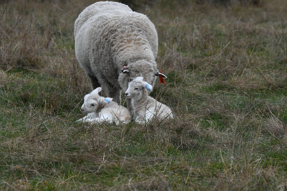 Compulsory twin lamb shot...
@CDunnart 
#lambspam