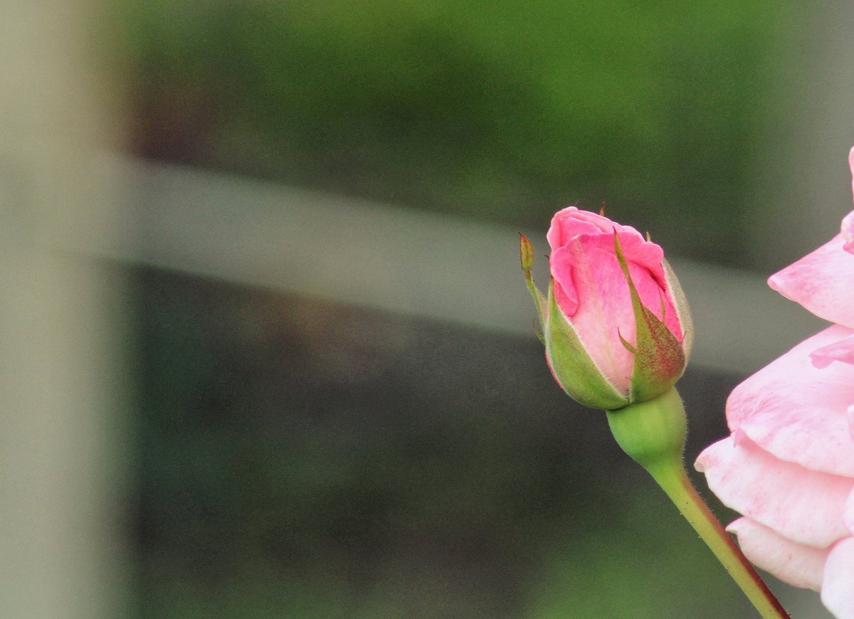 kimmaylou's tweet photo. 217/365
Day 5 of 30 Days of Composition: Rule of Thirds
I always struggle with this "rule" and how bent out of shape people get about it.
#ayearwithmycamera #project365 #30daysofcomposition #photoopportunity #photoaday #photooftheday #roses #pinkroses #garden #flowers https://t.co/CoNTozkWe6
