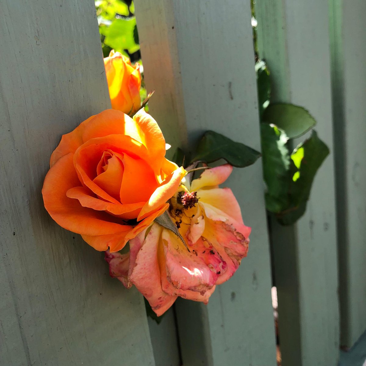 grace_wu10's tweet image. 💞💕💖"You may encounter many defeats, but you must not be defeated. In fact, it may be necessary to encounter the defeats, so you can know who you are, what you can rise from, how you can still come out of it.”🥰👏🏻#pistil #plant #flower #photography #rose #GardeningTwitter