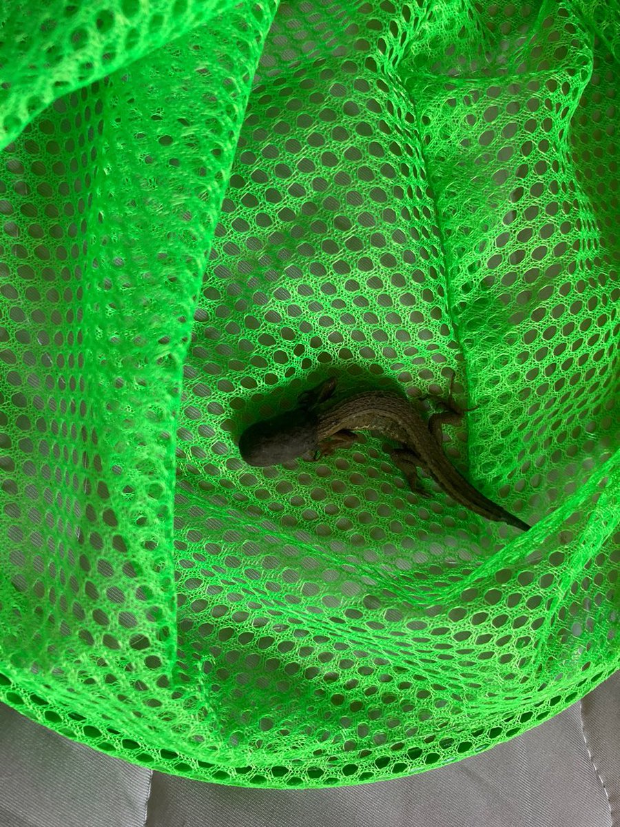 ちすと tweet media