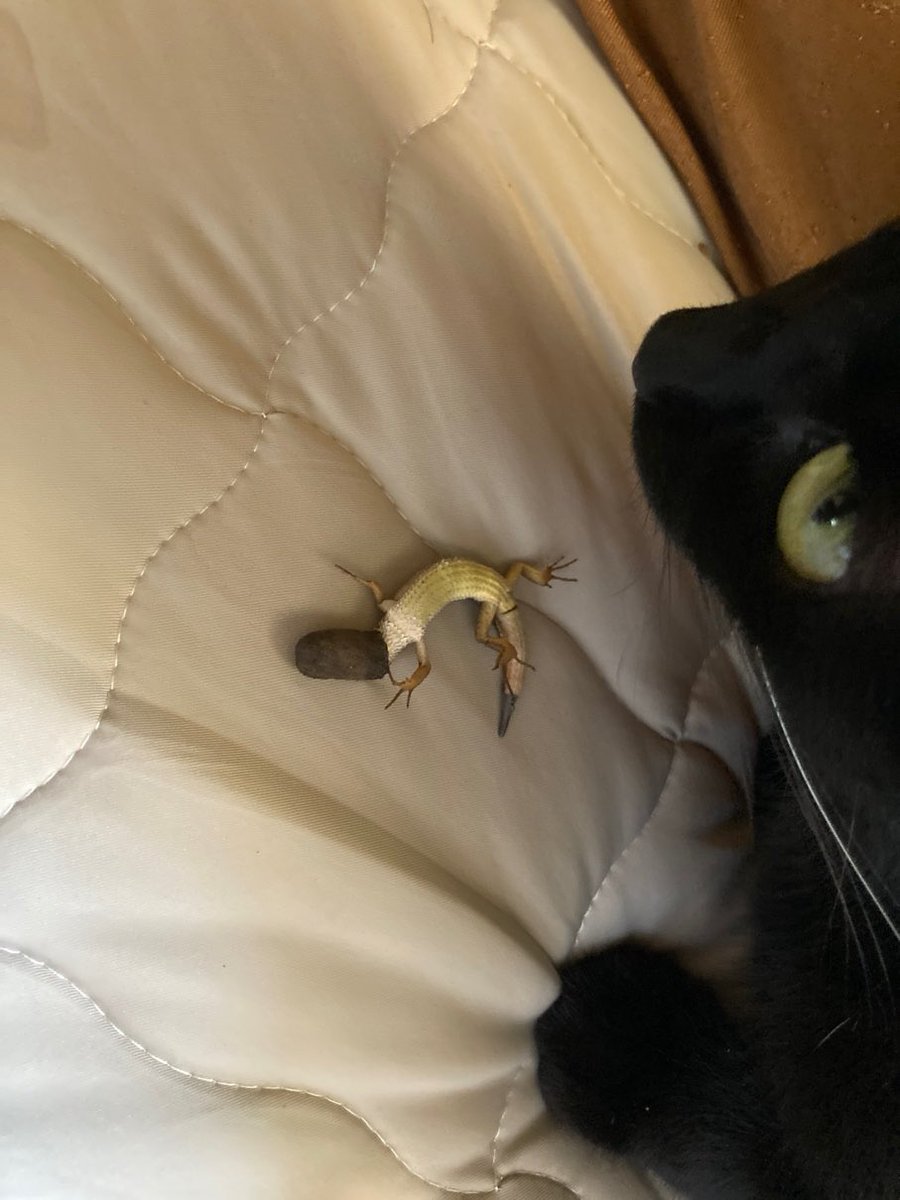 ちすと tweet media