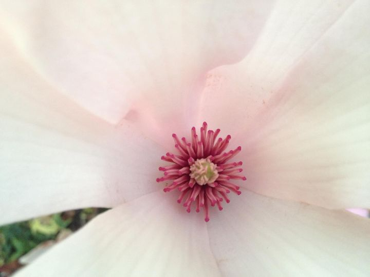 grace_wu10's tweet image. 💫✨There must always be a remedy for wrong and injustice if we only know how to find it.”💕#pistil #plant #flower #photography #pink #gardening #GardeningTwitter