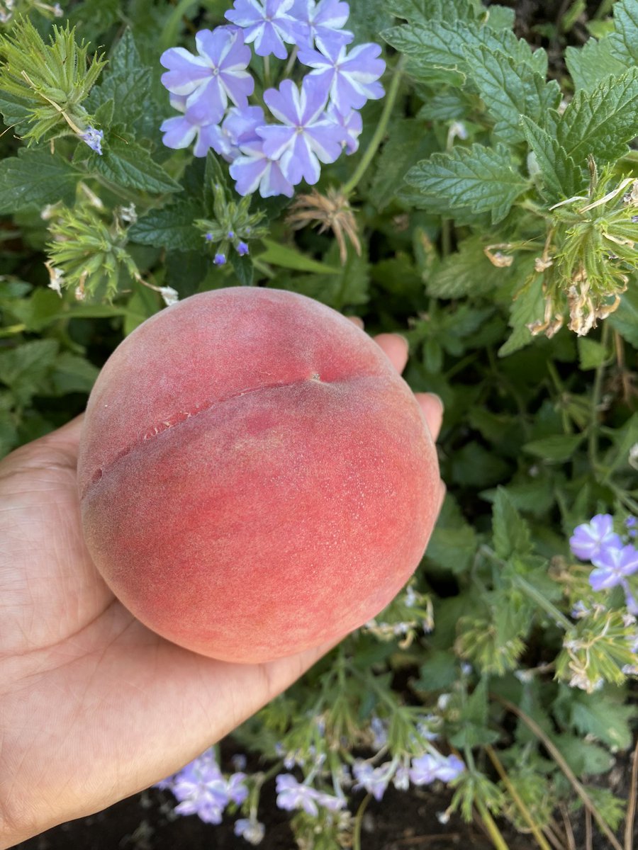 BeautyHealth_Co's tweet photo. おはようございます☀

福島のとっても甘くて美味しい桃🍑

少し固いパリパリの状態で食べるのが好き💕✨

#福島の桃 
#桃 https://t.co/Wmz19yR0Ac