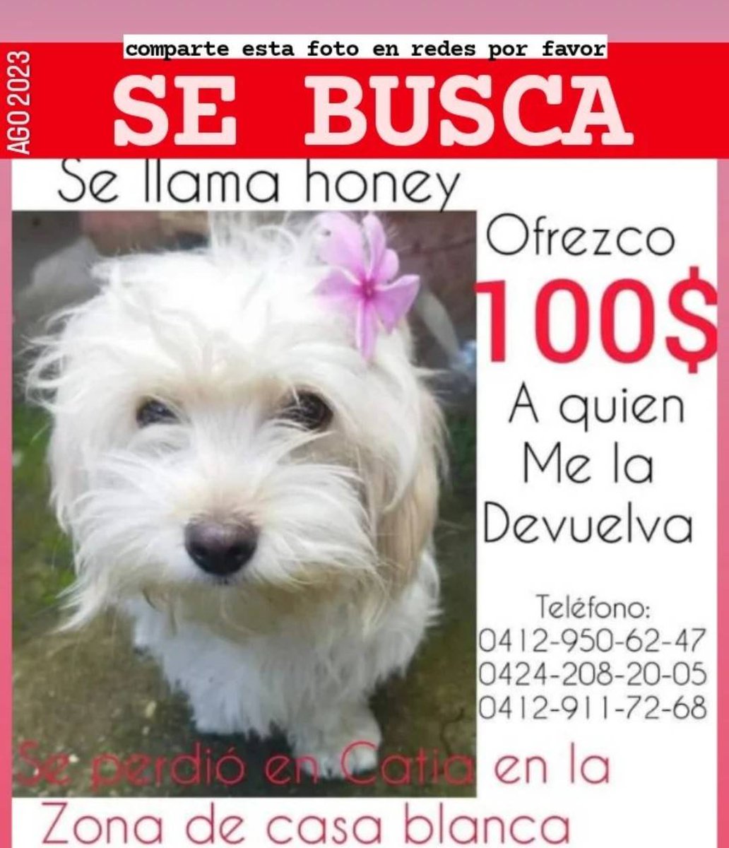 PerroUsuario Wof '•' tweet media