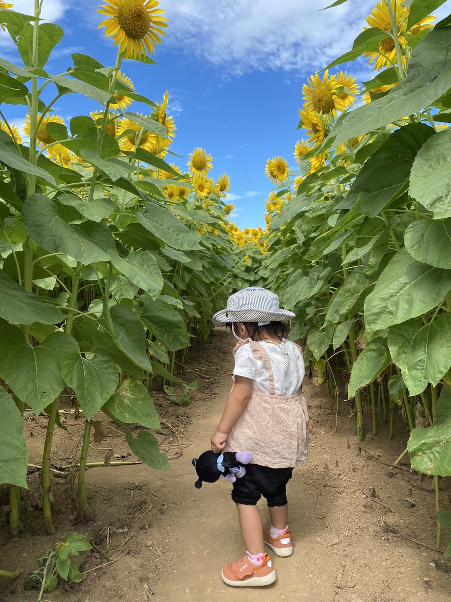 ひまわり畑の迷路🌻 めちゃくちゃ綺麗やった！ ゴール出来ませんでした😇 #夏 #向日葵 #迷路 #北串 #島原半島