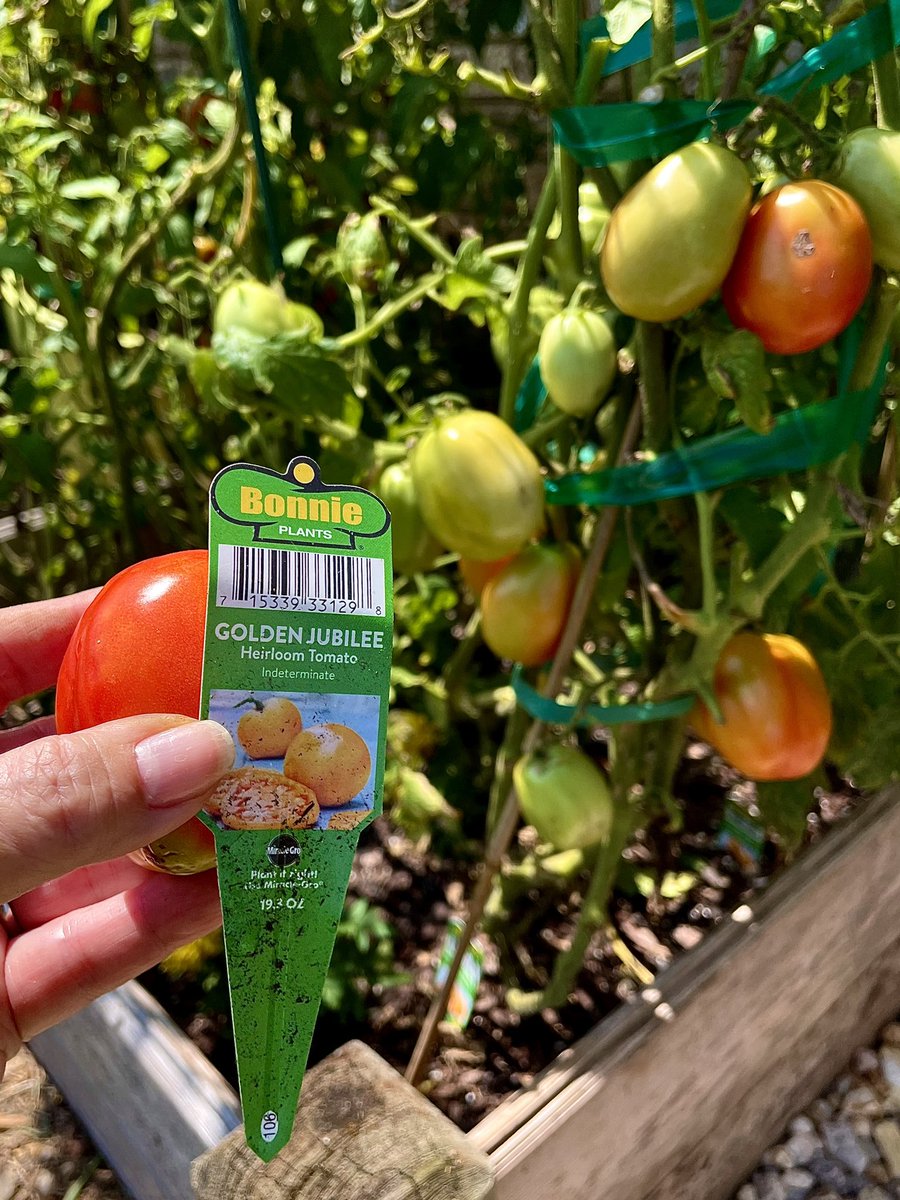 deneicee88's tweet photo. While these plants are producing lots of fruit, they are Not our favorite golden jubilee tomatoes 🍅🧡@bonnieplants  I bought, and planted 6 of these from @HomeDepot and none are the correct plant. I don’t know what these small, longer ones are.  We’re very sad to miss our faves. https://t.co/lsxIQlqZn5